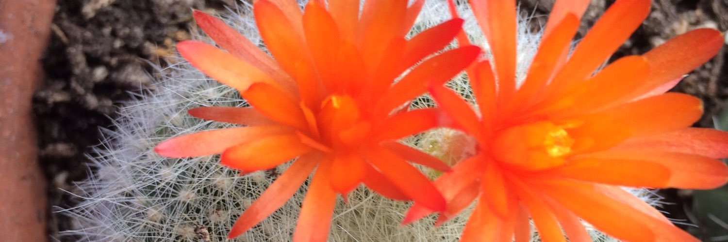 JKribell's profile banner image