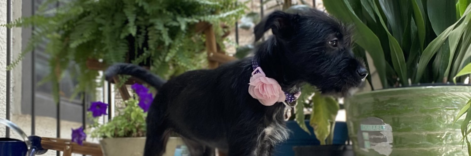 Iloveevy's profile banner image