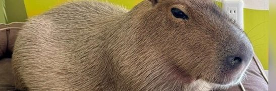 DatBerruy's profile banner image