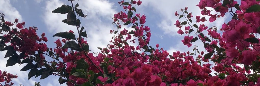 IIMohammedIl's profile banner image