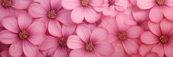 llerameilla Profile Banner