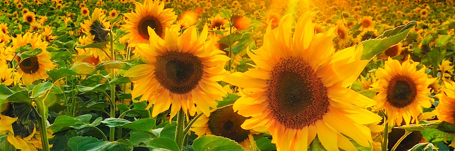 chiko100326's profile banner image