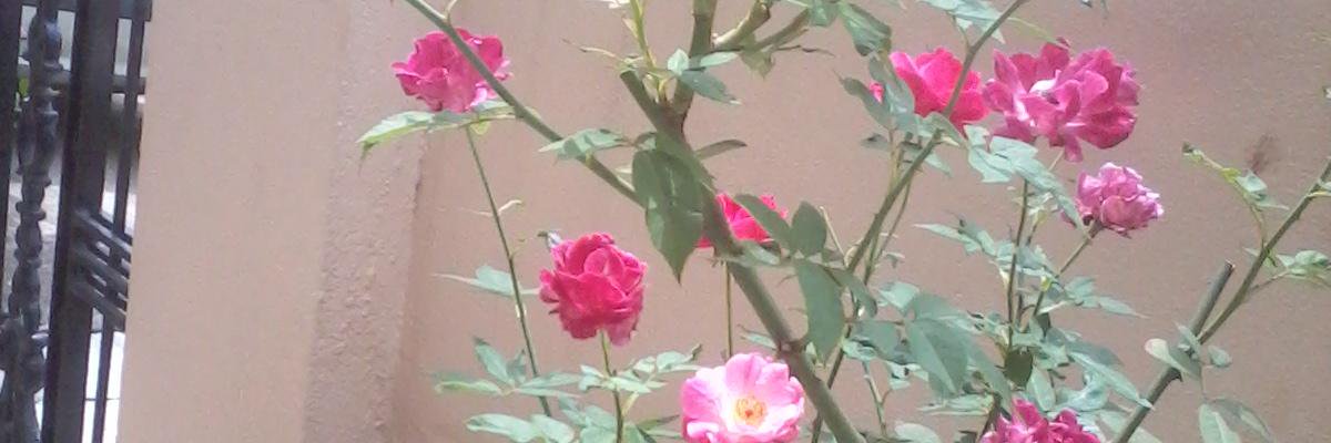 citizen_ganesh's profile banner image