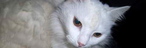 FlauGomez's profile banner image