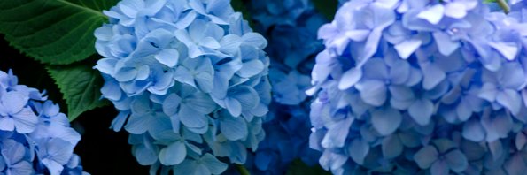 Dawn_ao's profile banner image