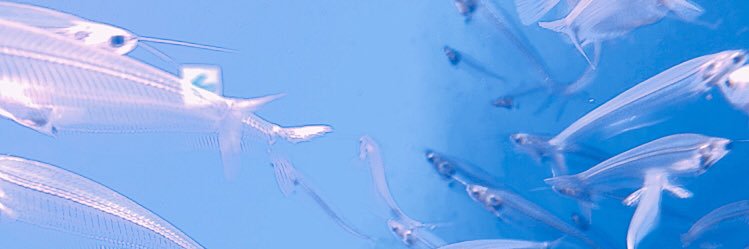 _tottemonemui's profile banner image