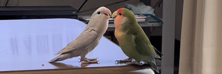 yuimamayoshi's profile banner image