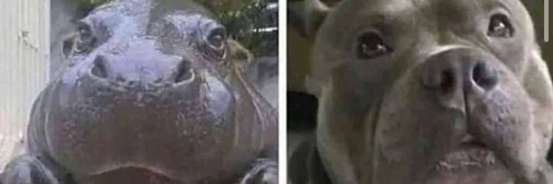 Fan of Animals banner