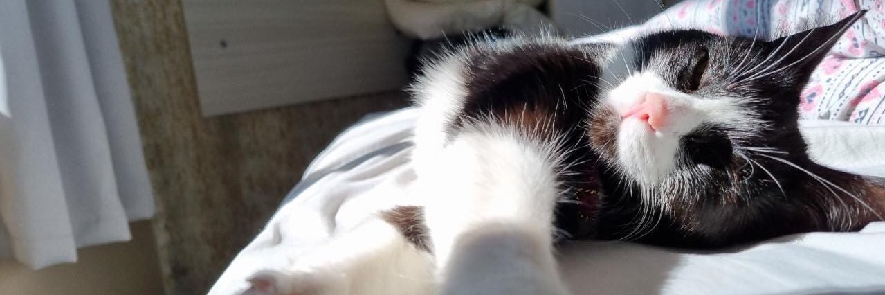 anacmoraess_'s profile banner image