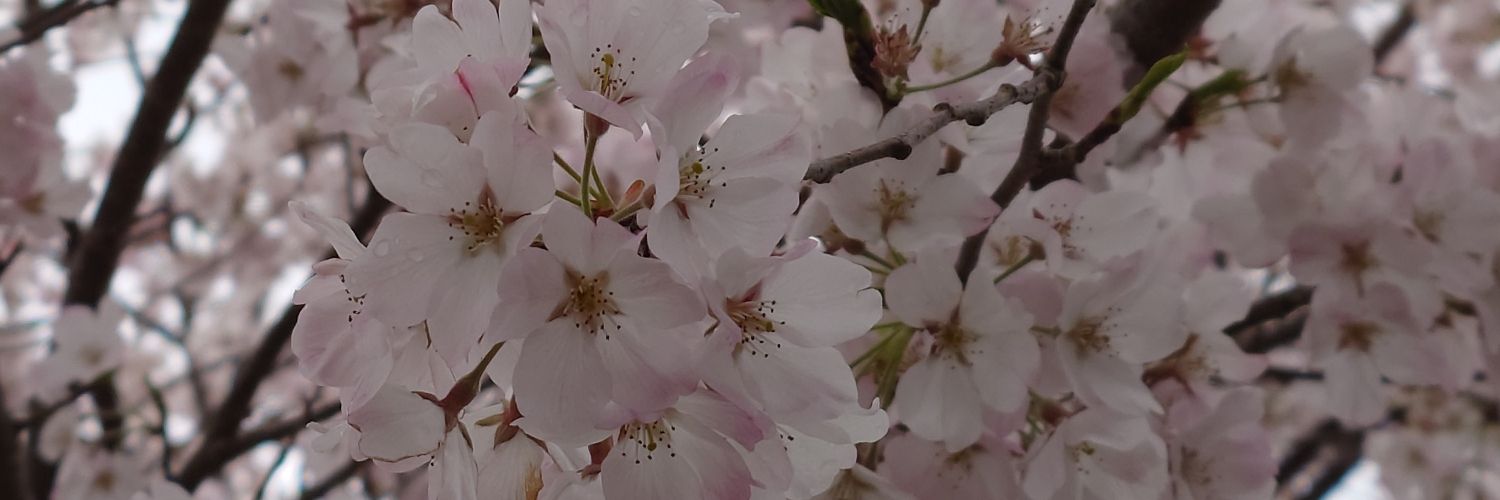 uzumayu's profile banner image