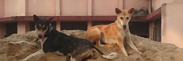 SniffsBarksWags Profile Banner