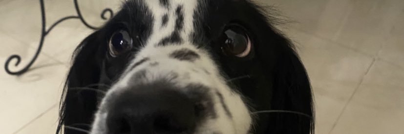 luisa_iva's profile banner image