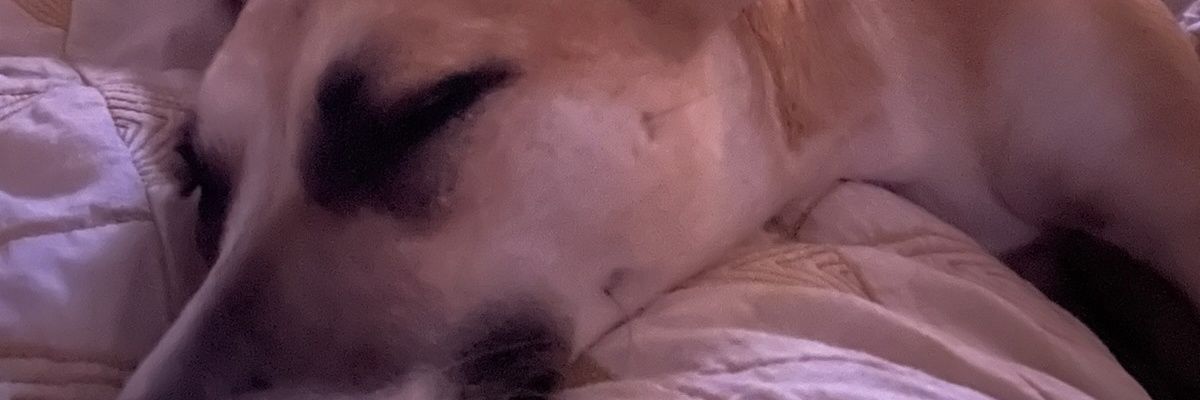 ronelson65's profile banner image