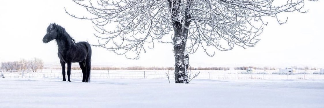 alfalwaa's profile banner image