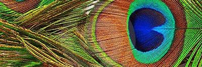 TheMysticAngel's profile banner image