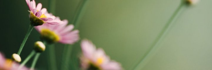 iamlearose31's profile banner image