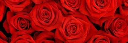 TheRoseFdtn's profile banner image