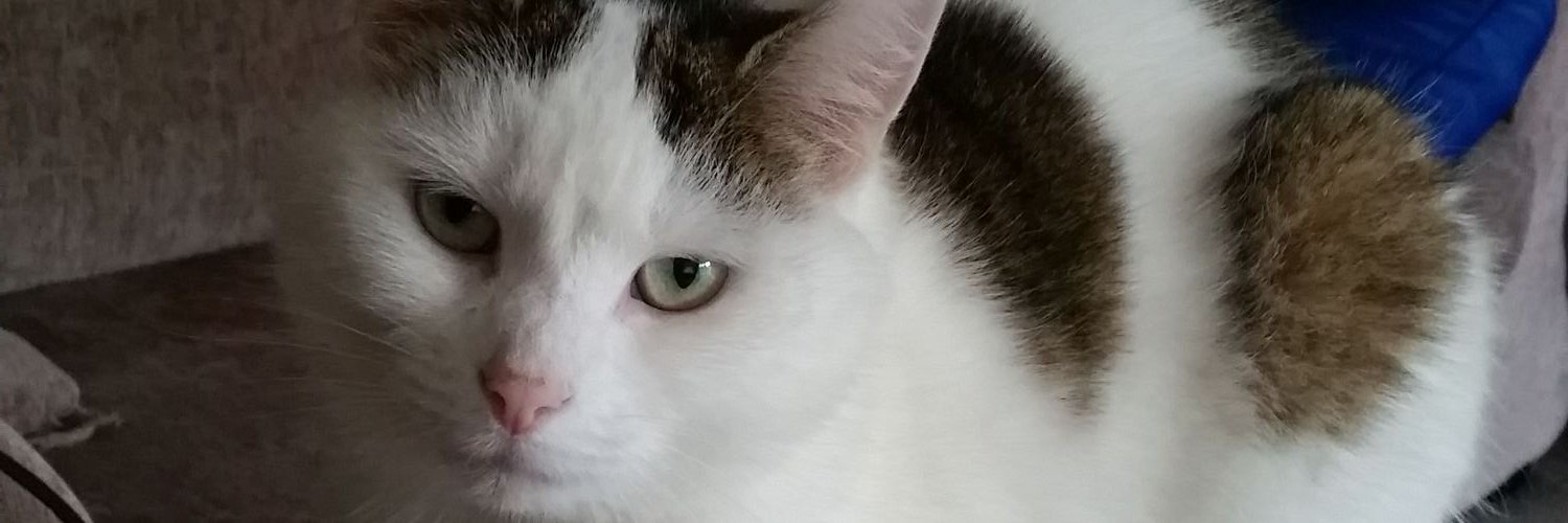 Rachyroo1511's profile banner image