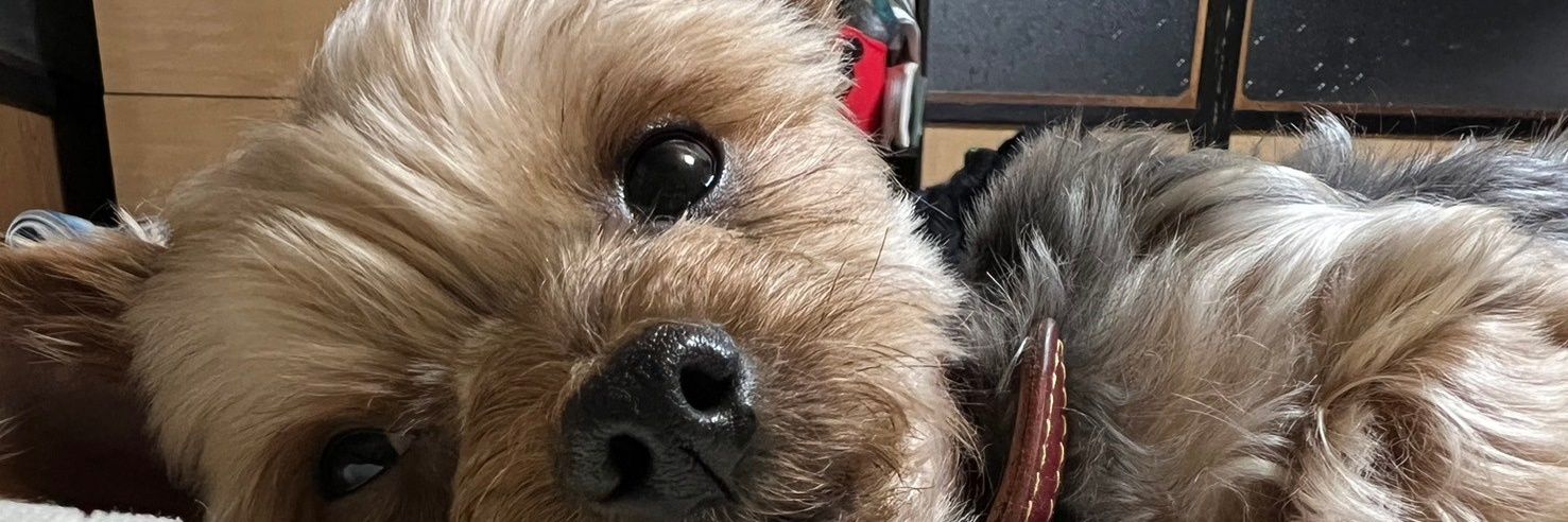 ユリウススカイ(綺羅皐月) banner