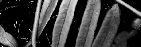 sibabilaut Profile Banner