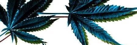 monkeyluffie's profile banner image