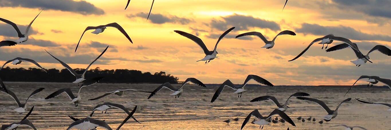 Donna MacPherson banner