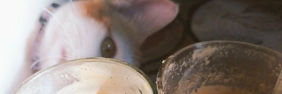 meowbimo's profile banner image
