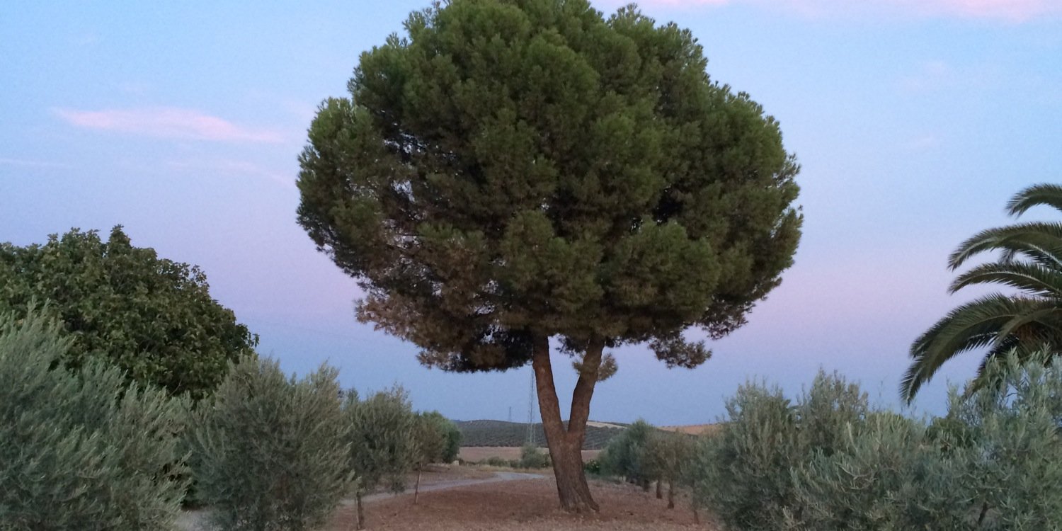 Jose_Ignacio_FS's profile banner image