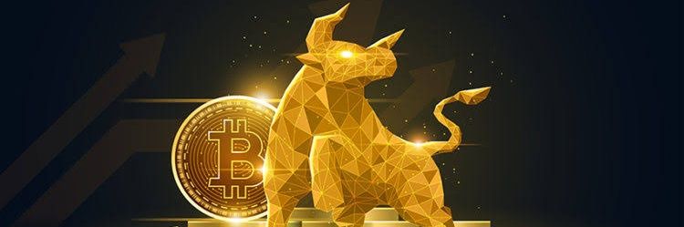 Temporary Yeti 🇦🇺 🇵🇱 banner