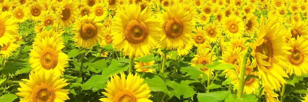 hiroko_0424's profile banner image