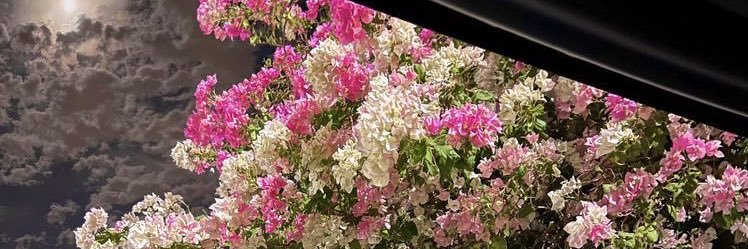 🌸🤍🌷✨ banner