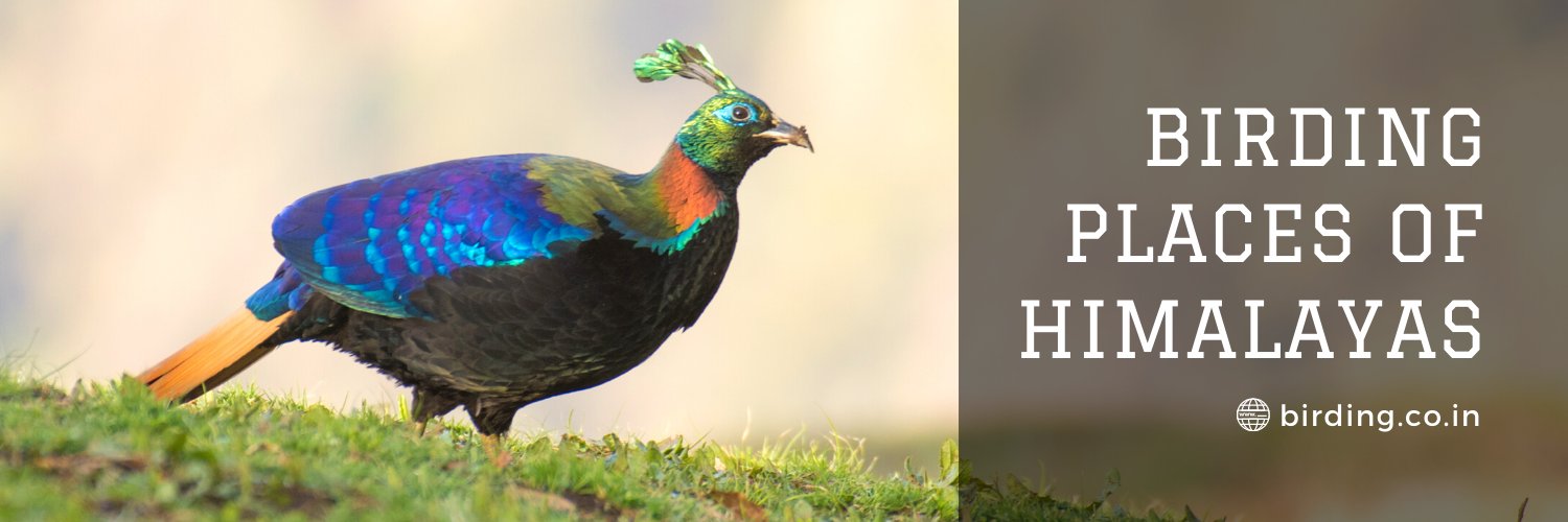 birdingindia's profile banner image
