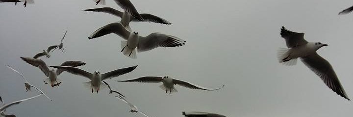 svngrn's profile banner image