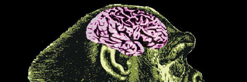 braintapes's profile banner image