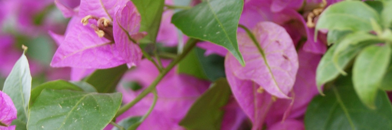Rio_Family's profile banner image