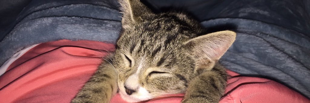 Logan Wallace banner