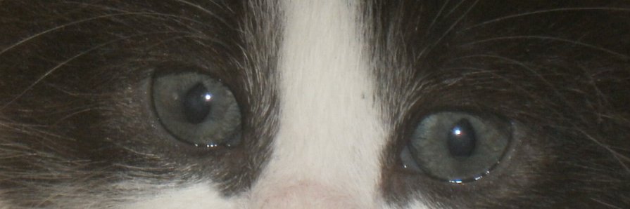 raser somars banner
