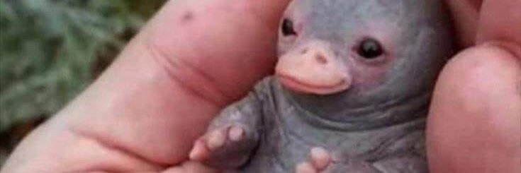 grannysker1's profile banner image