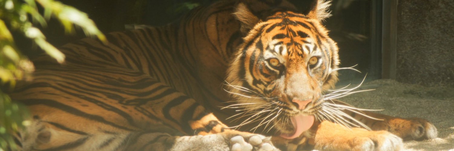 とら／りん🐈はな🐈 banner