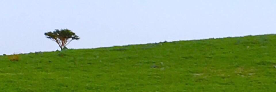 محمد عدل القاضي banner