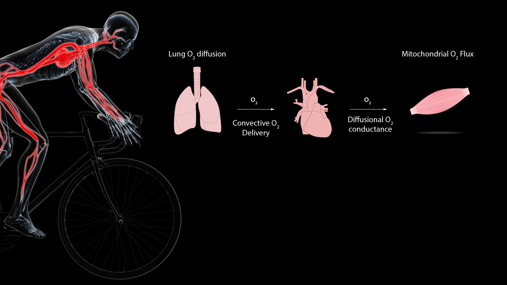 Daniele Cardinale | PhD banner