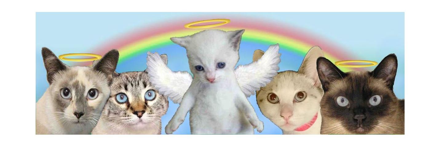SiameseAngels's profile banner image