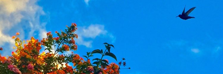 pelifecisf's profile banner image