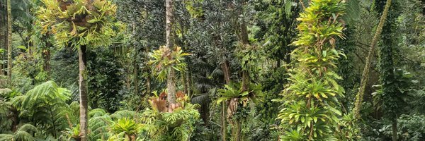 Cordonez_SHS Profile Banner