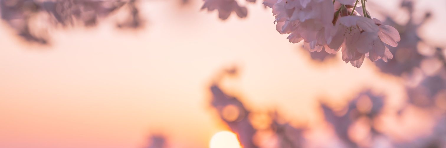 LjPatchasta's profile banner image