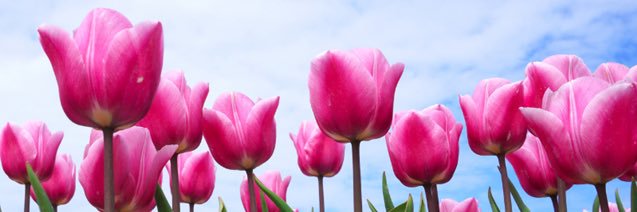 Cynthia Castillo banner