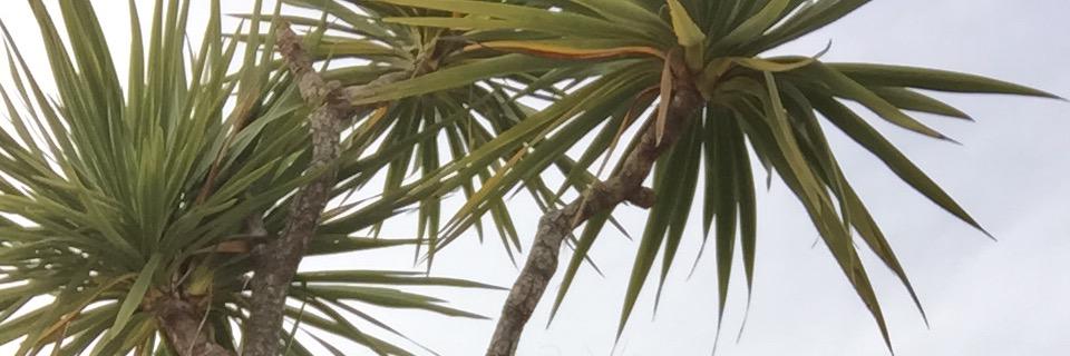 nnnnnnya's profile banner image