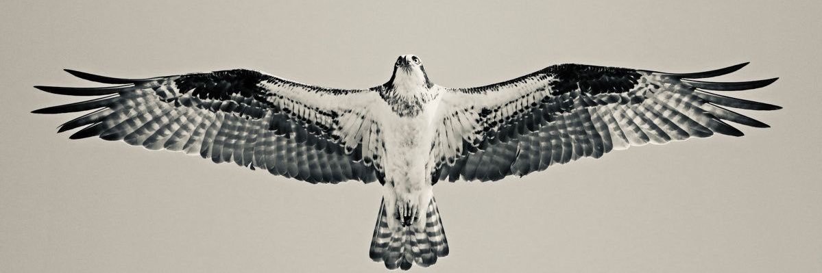 fsauds's profile banner image