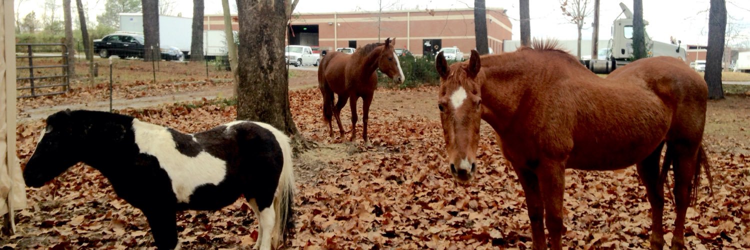 OldHorseProblem's profile banner image