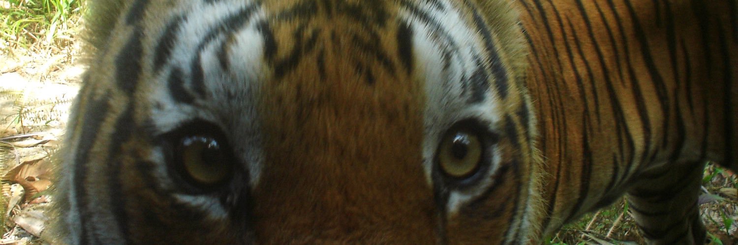 ran_rodrigo's profile banner image